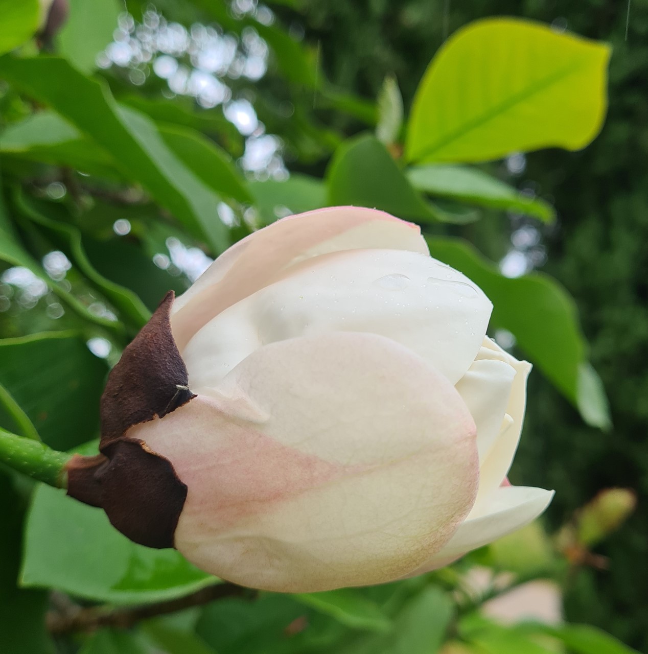 M. x wieseneri